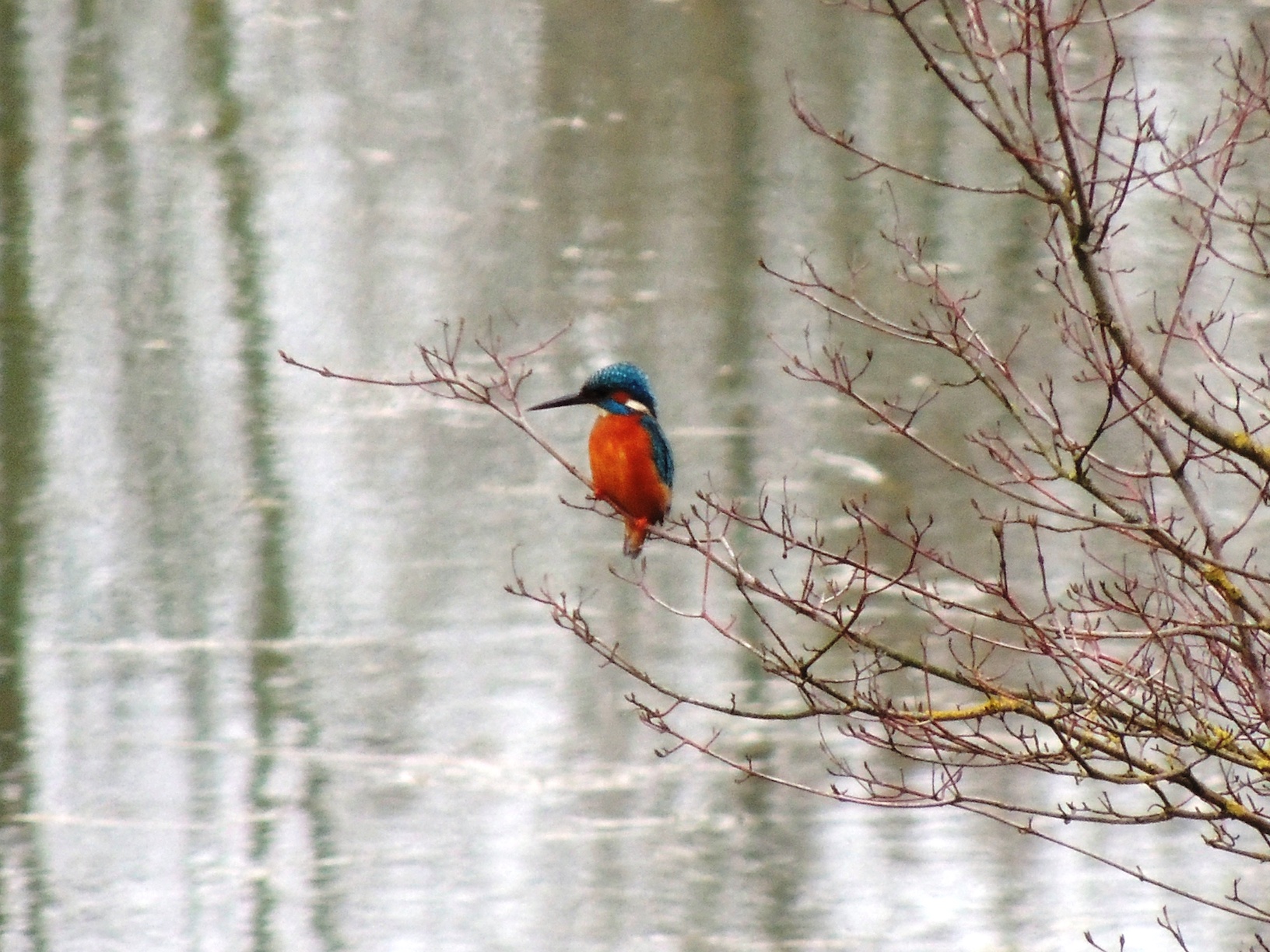 BOSCO DI BANDIZIOL E PRASSACCON