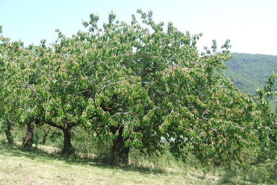 COLLINA DI MAREZZANE