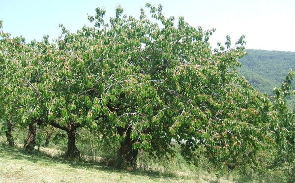 COLLINA DI MAREZZANE