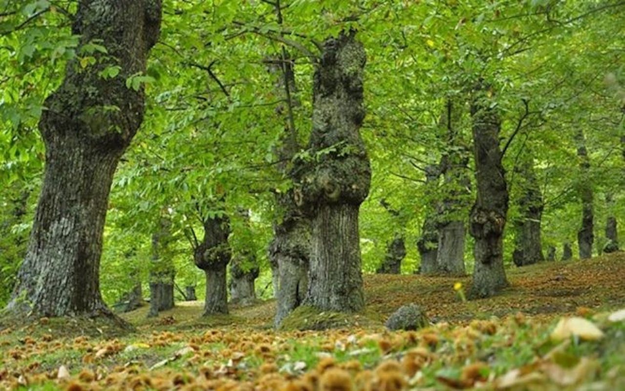 BOSCO DI CASTAGNI DI ENCO BOSCO DI CASTAGNI DI ENCO