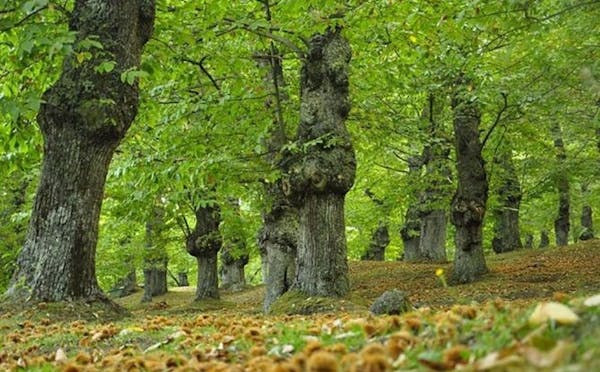 BOSCO DI CASTAGNI DI ENCO
