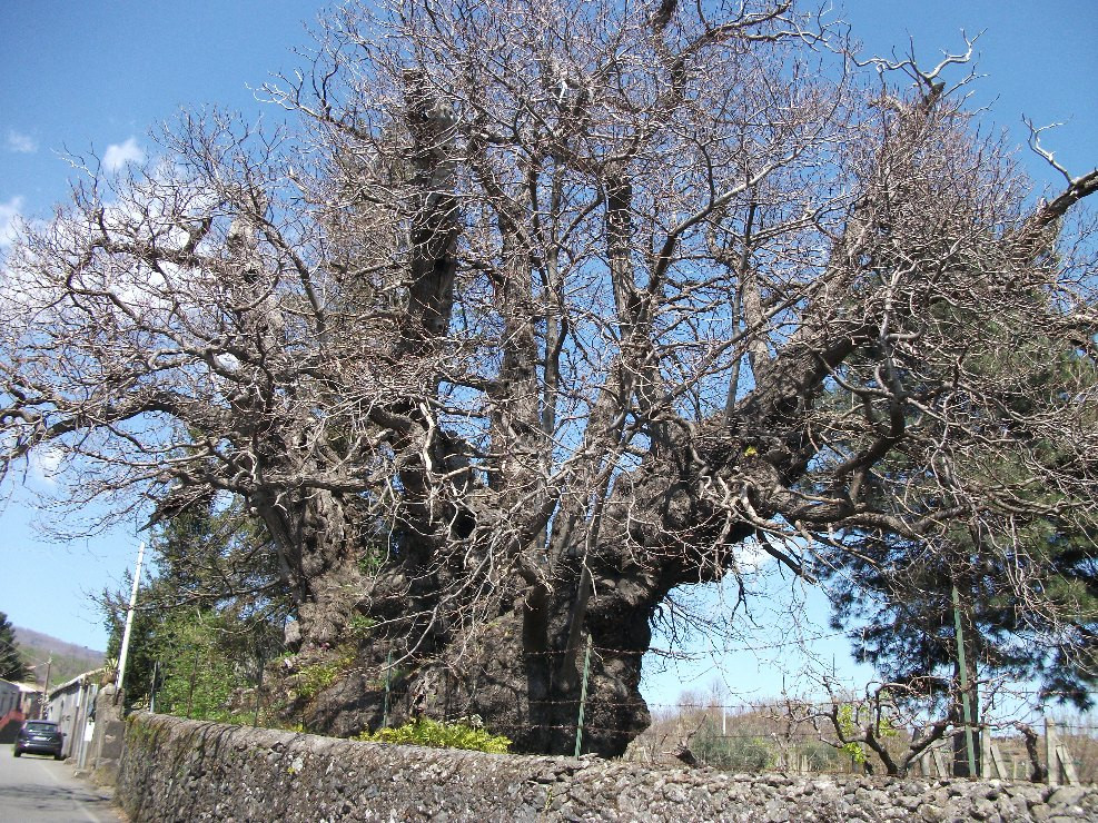 CASTAGNO SANT'AGATA O DELLA NAVE