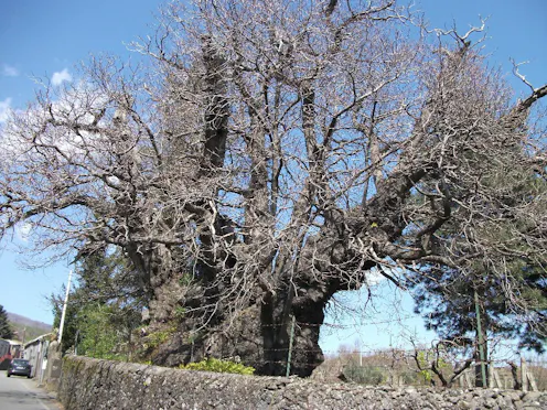 CASTAGNO SANT'AGATA O DELLA NAVE