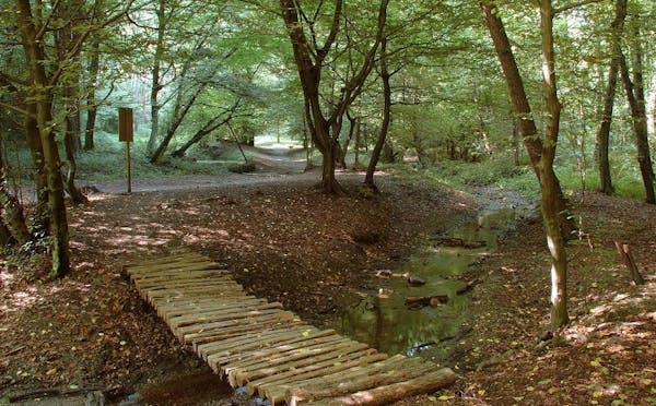 BOSCO A INVERIGO