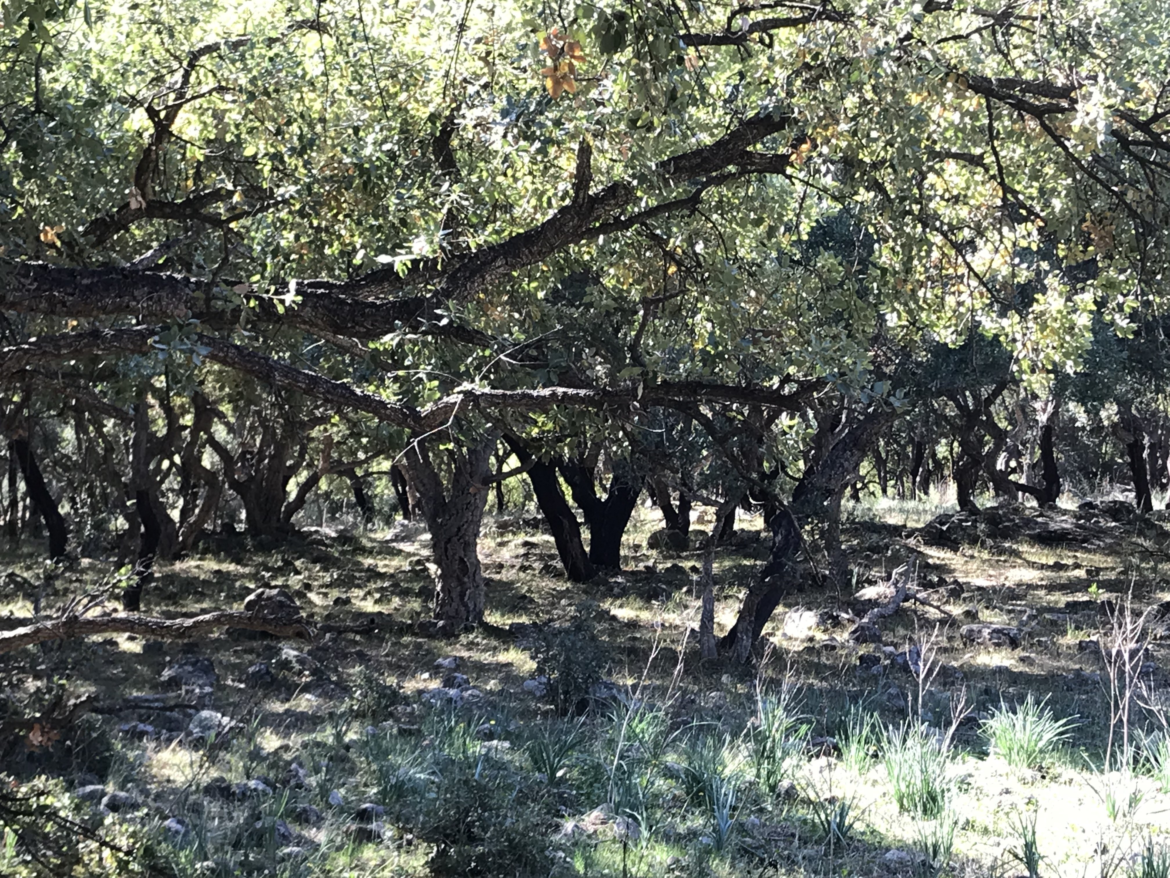 PARCO DELLA SUGHERETA DI VILLASMUNDO