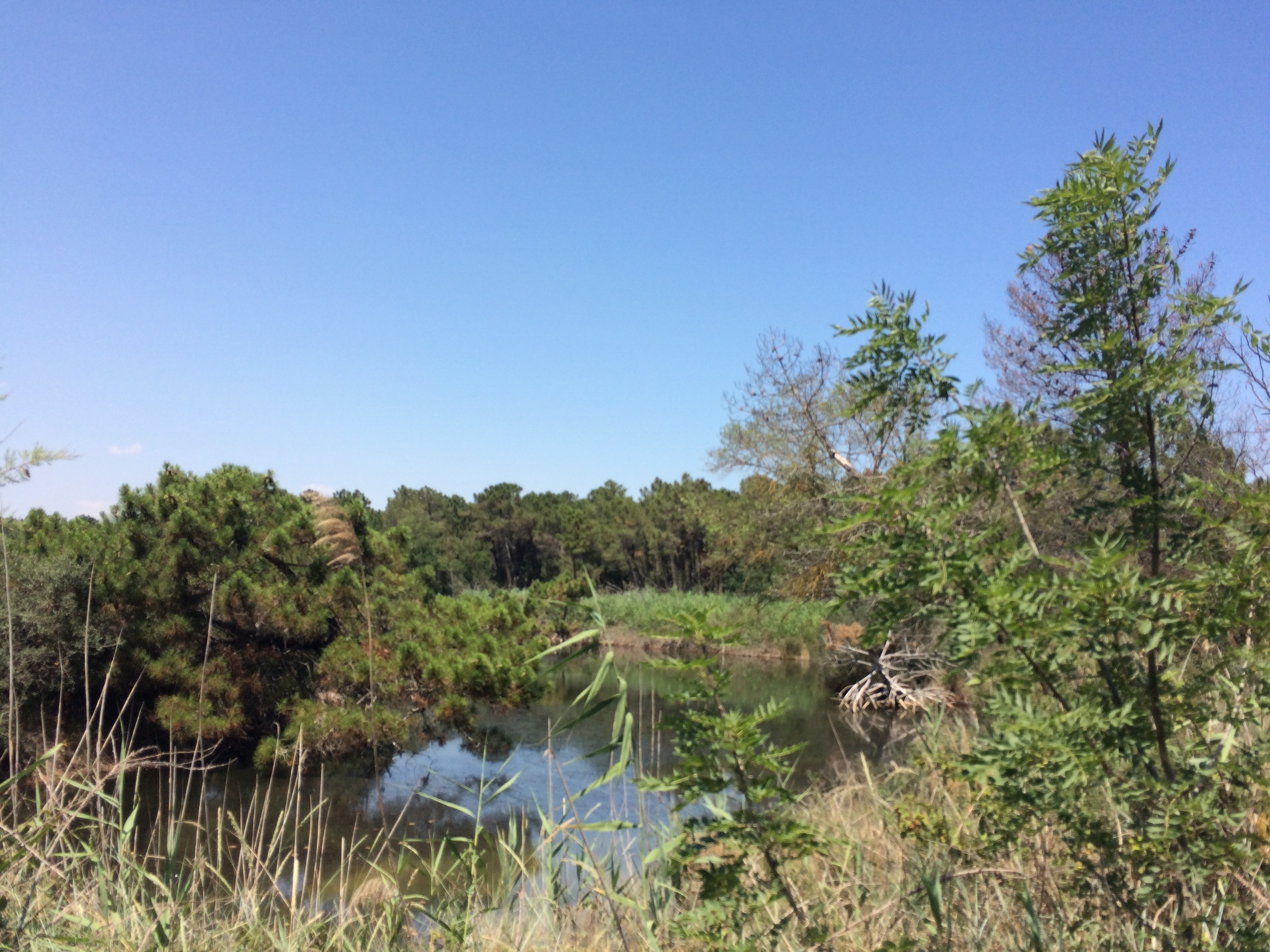 PINETA RAMAZZOTTI E FOCE BEVANO