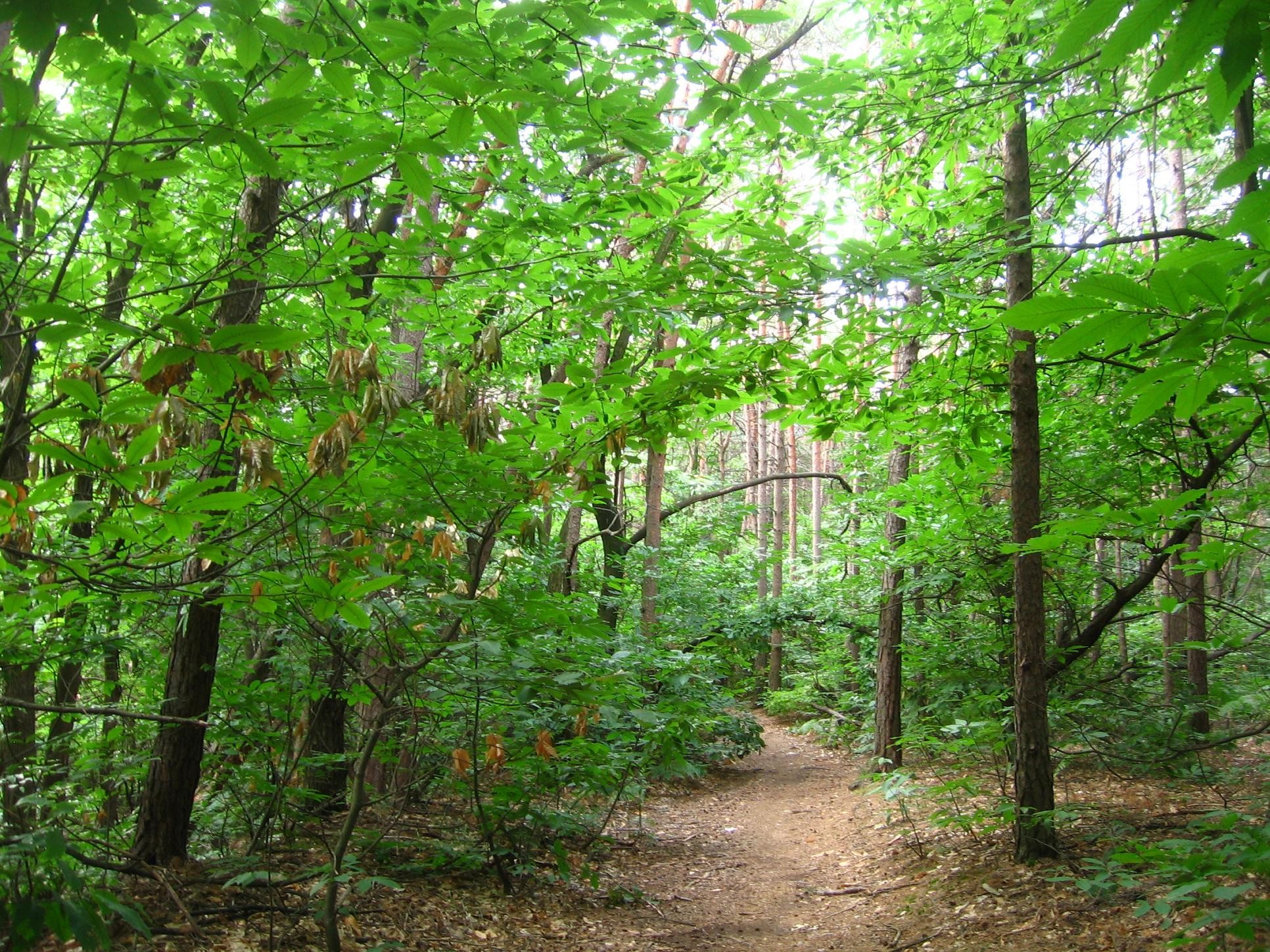 parco pineta di appiano gentile
