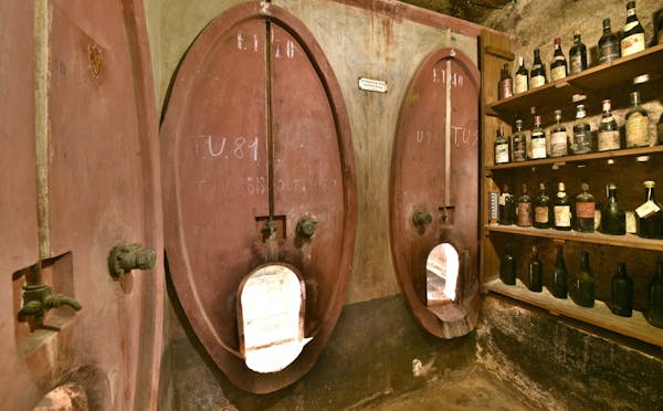 ROSETO DEL DRAGO DI CASA CASSAN