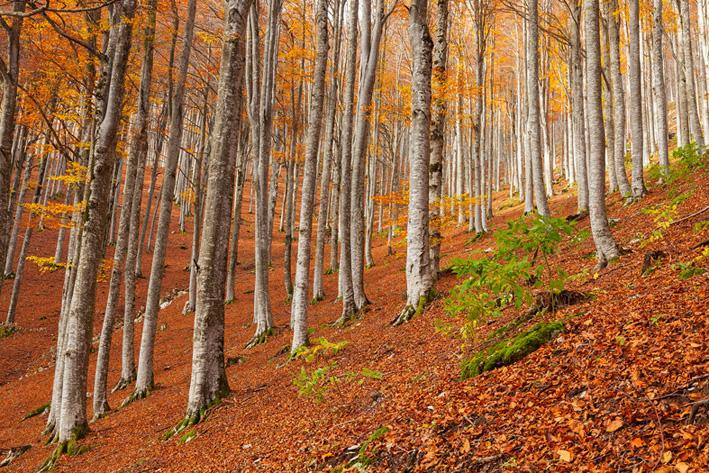 LA FAGGETA DA REMI DEL CANSIGLIO O BOSCHI DELLA SERENISSIMA