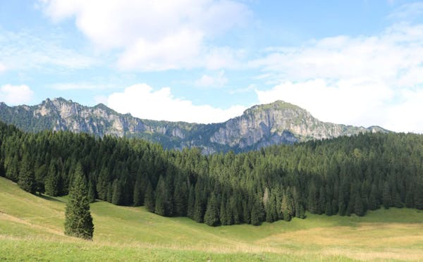 FORESTA DI CAJADA
