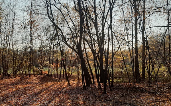 PARCO DEL ROCCOLO