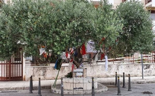 ALBERO DI BORSELLINO IN VIA D'AMELIO