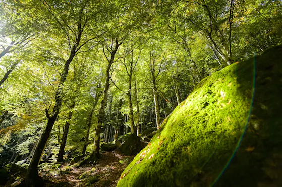 FORESTA REGIONALE BAGNI DI MASINO