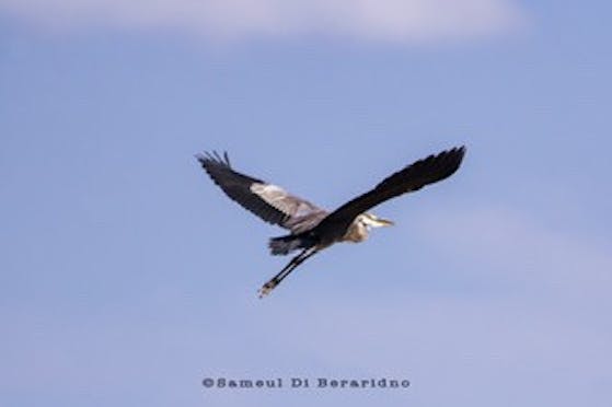 PARCO LUNGO SILLARO