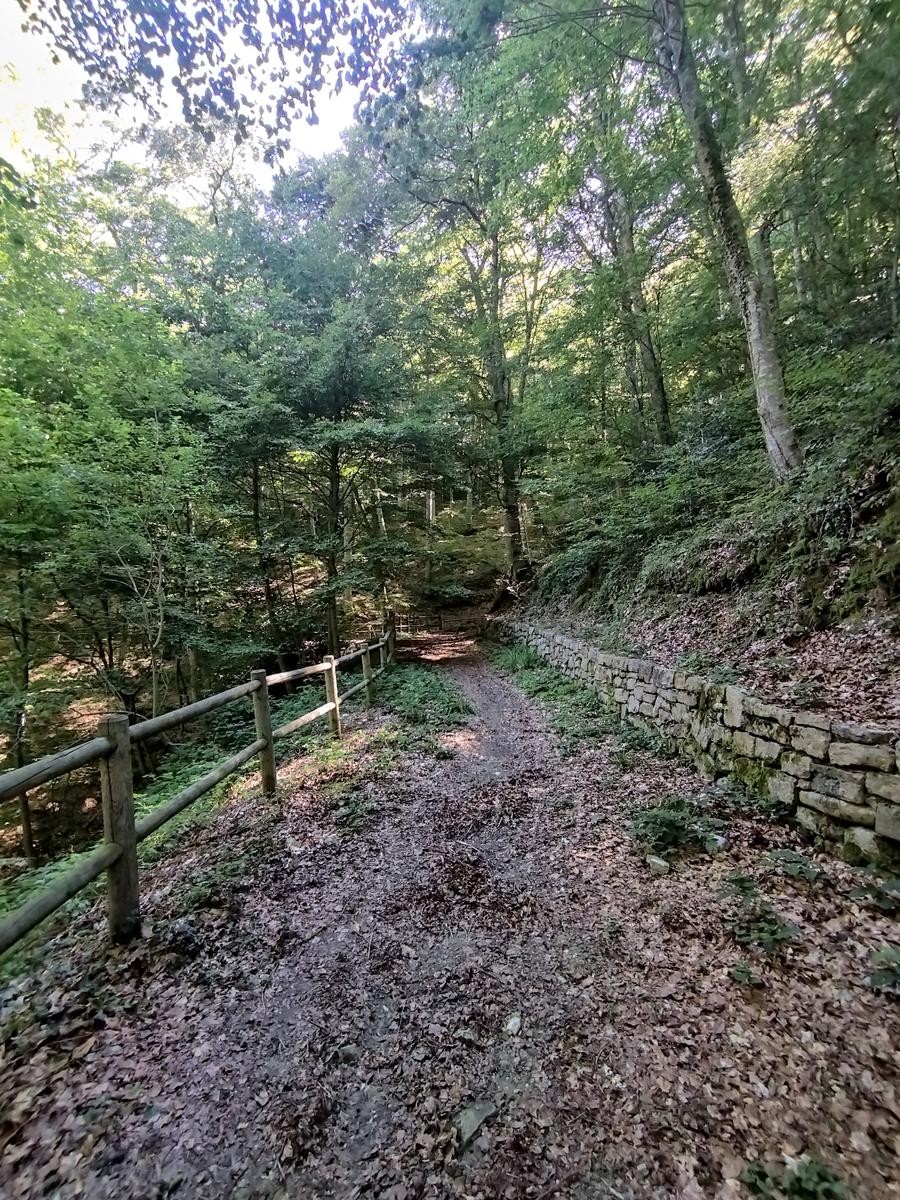 BOSCO DI SANT'AMICO