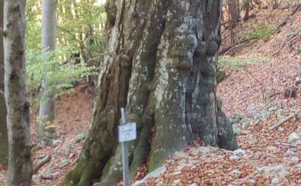 FAGGI COLOSSALI DI BENEVENTO