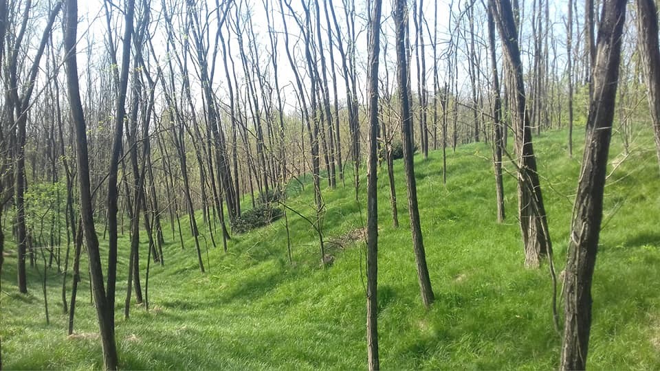 BOSCO DI GRAFFIGNANA