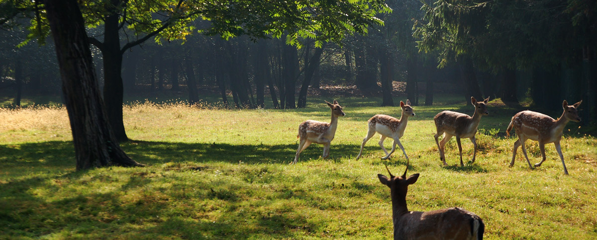 RISERVA NATURALE VINCHETO DI CELARDA