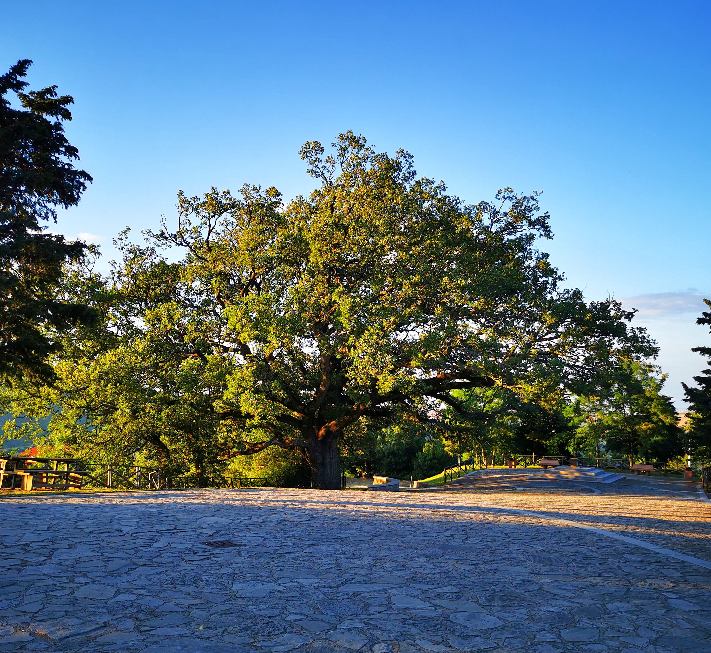 QUERCIA DI SAN VITO