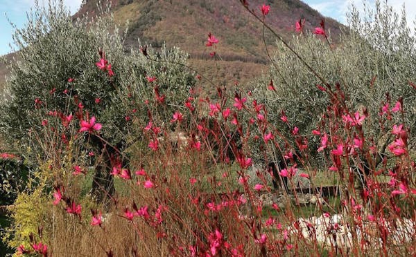 MONTE FALIESI