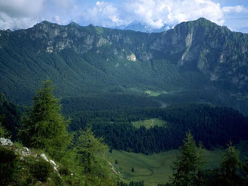 BOSCHI DELLA PROVINCIA DI BELLUNO