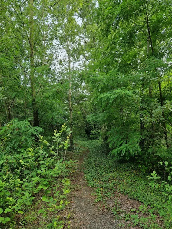 BOSCO BASMETTO E CASELLO DAZIARIO BOSCO BASMETTO E CASELLO DAZIARIO