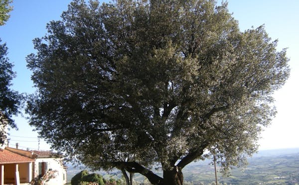 IL LECCIO DI FRONTE ALLA CHIESA DI FALTOGNANO
