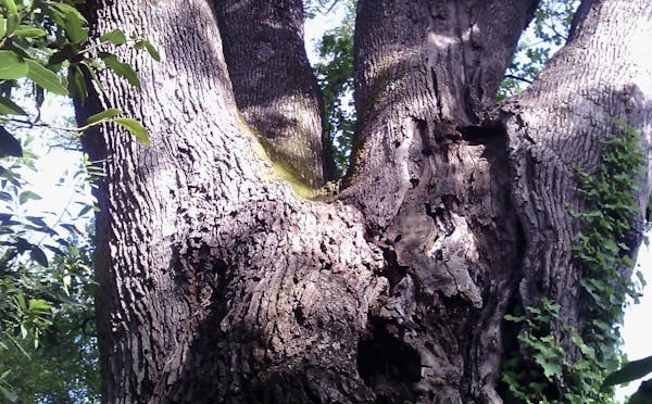 QUERCIA "BENEDETTO II"