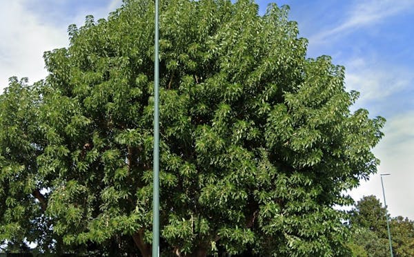 ALBERO PHYTOLACCA DIOICA VIA MANZONI