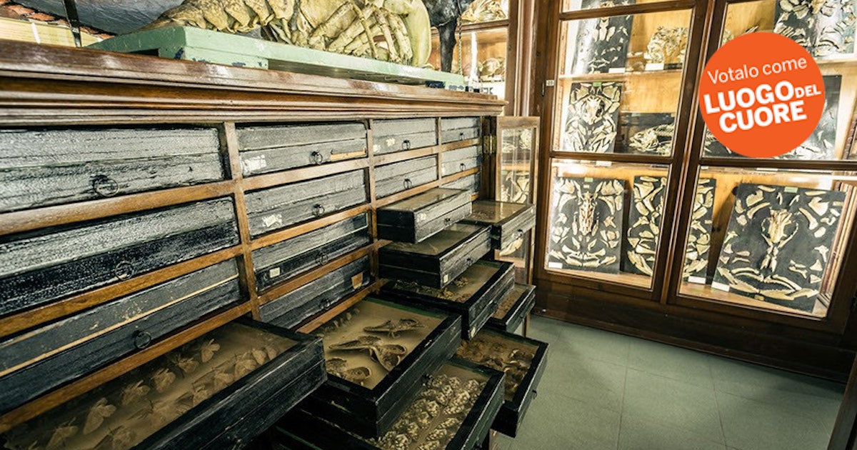 MUSEO DI ZOOLOGIA