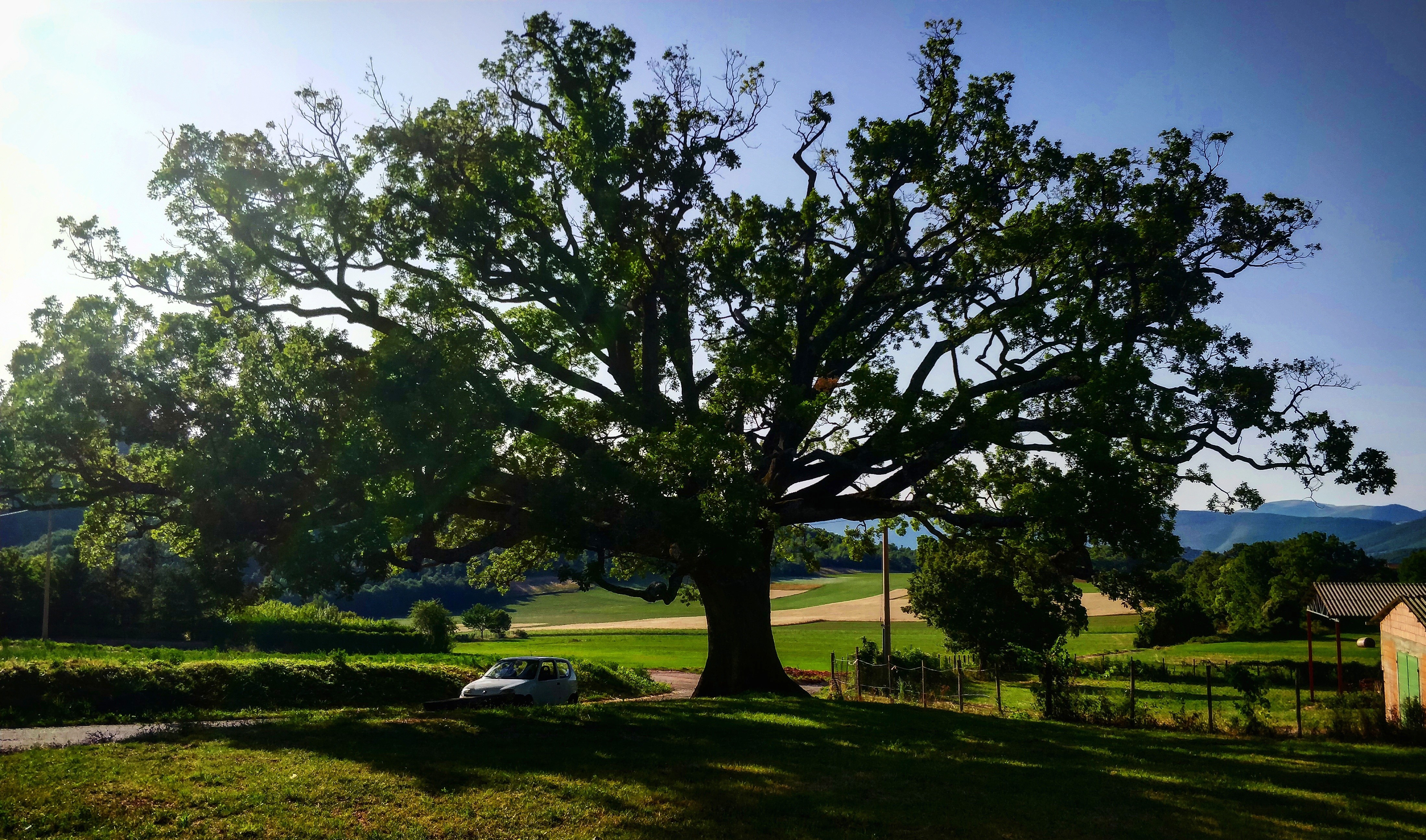 QUERCIA SECOLARE DI NOTTORIA
