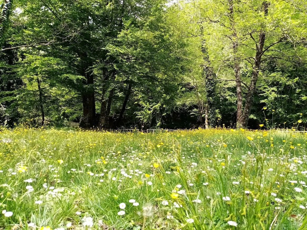 BOSCO DI CANICELLA E PIANO MALERBA