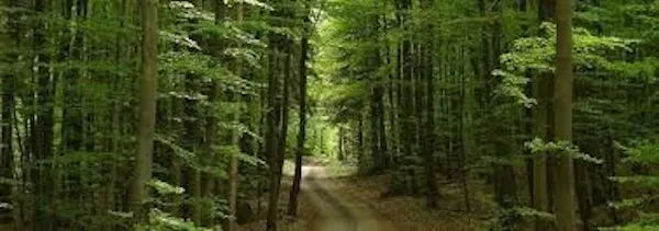 BOSCO DELLA QUISQUINA