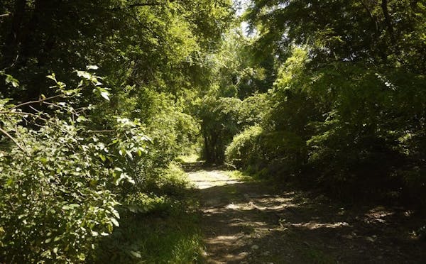 BOSCO AI PRATI DI CAPRARA