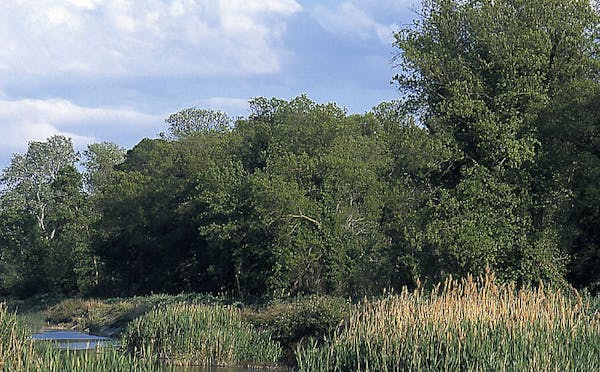 BOSCO PANTANO DI POLICORO