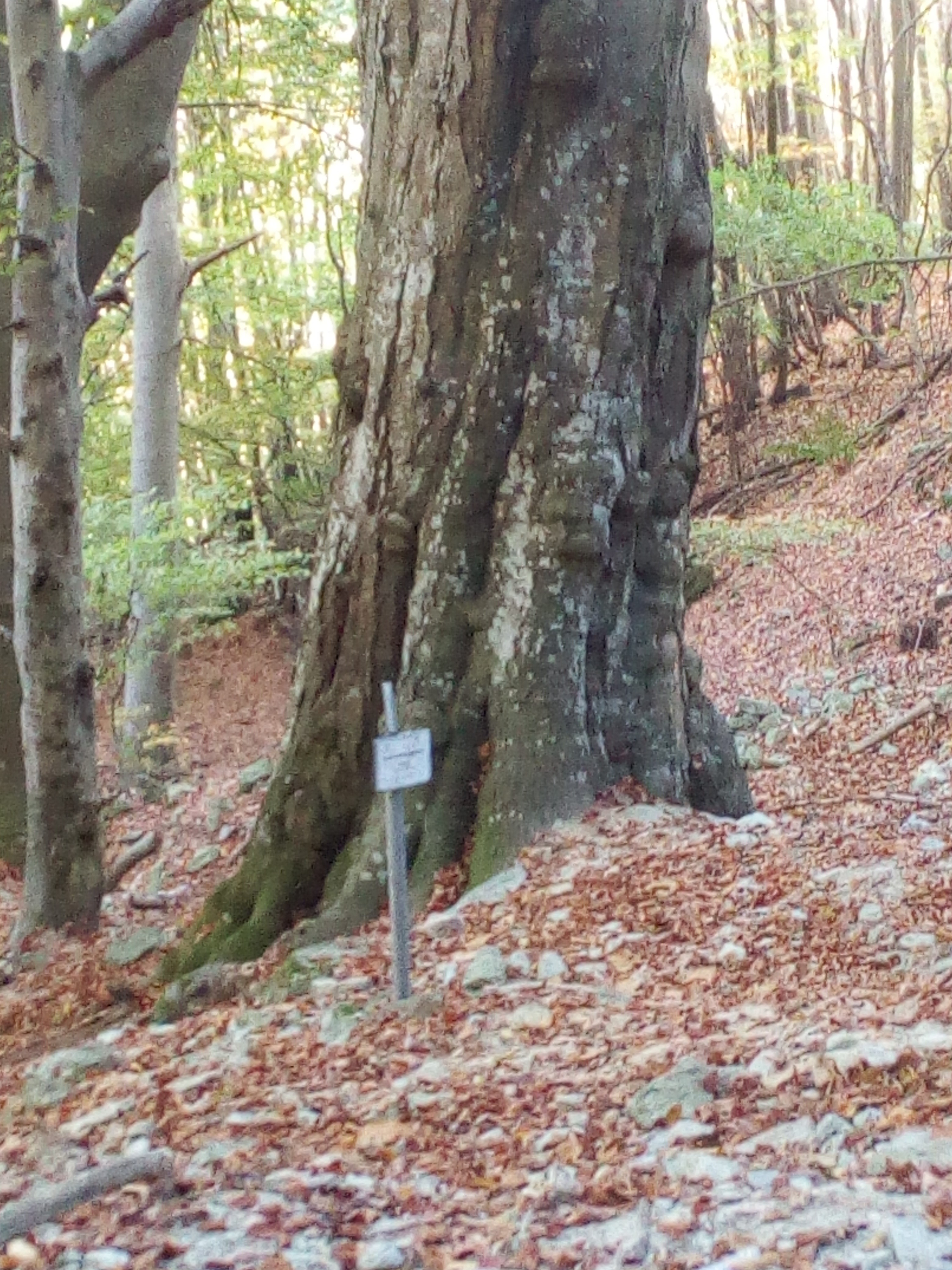 RISERVA DI FAGGETA