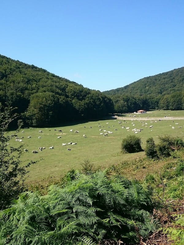 PIANO DI VERTEGLIA PIANO DI VERTEGLIA