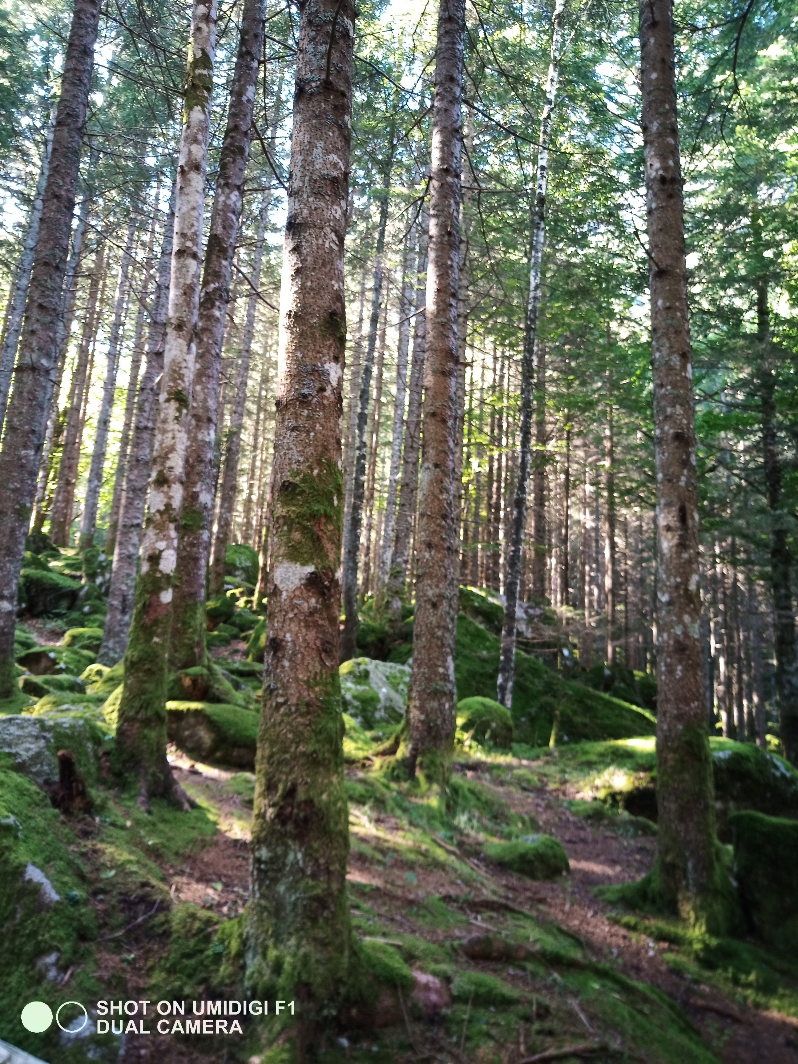 BOSCO DI BAGNI DI MASINO