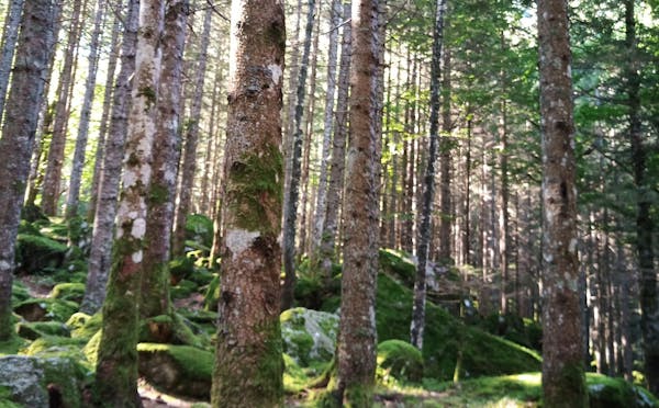 BOSCO DI BAGNI DI MASINO
