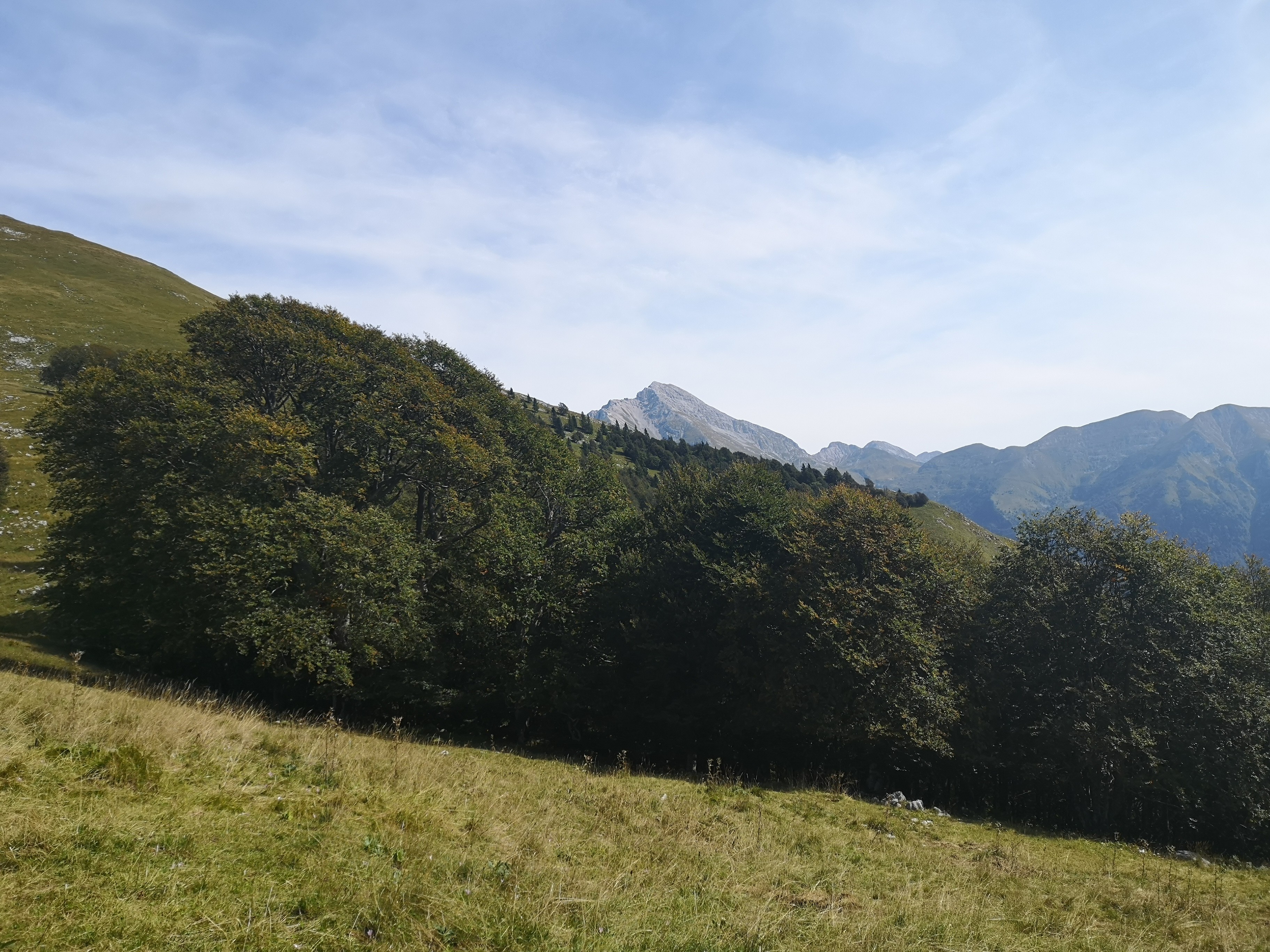 I FAGGI SECOLARI DEL MENNA