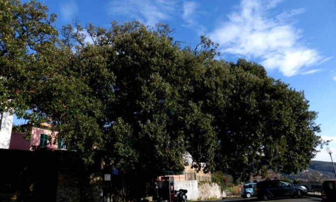 LECCIO SECOLARE DI SANTA GIULIA