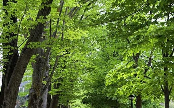 VIALE DEI TIGLI E VILLA COMUNALE