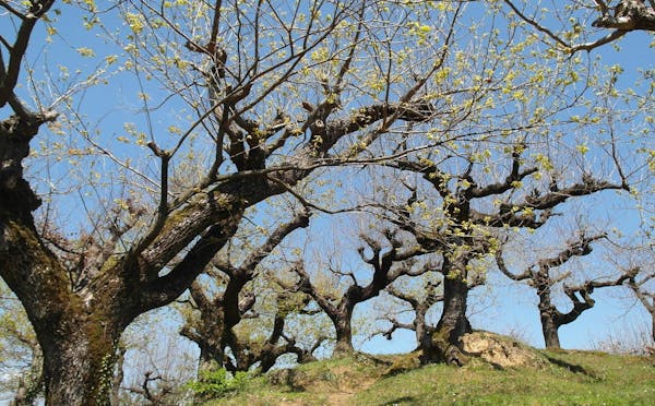 PARCO PITONE