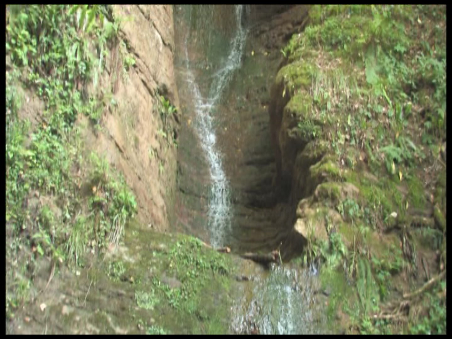 ORTO BOTANICO DELLE CONIFERE COLTIVATE