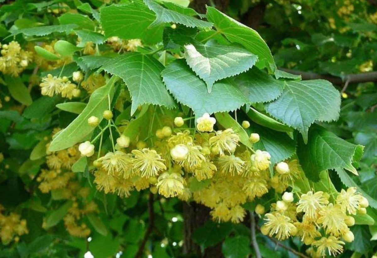 TIGLIO CENTENARIO NEL GIARDINO DI UNA FABBRICA
