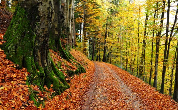 PARCO ROCCOLO